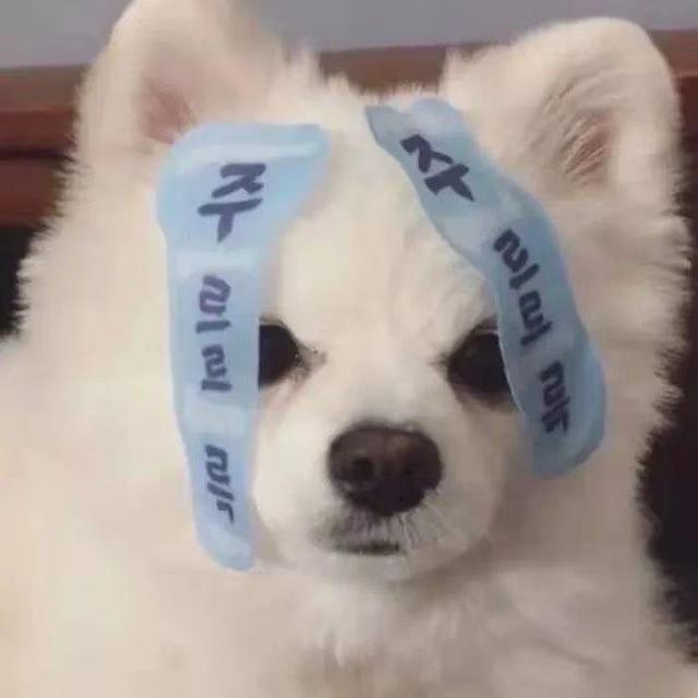 超可爱适合女生的萌宠头像