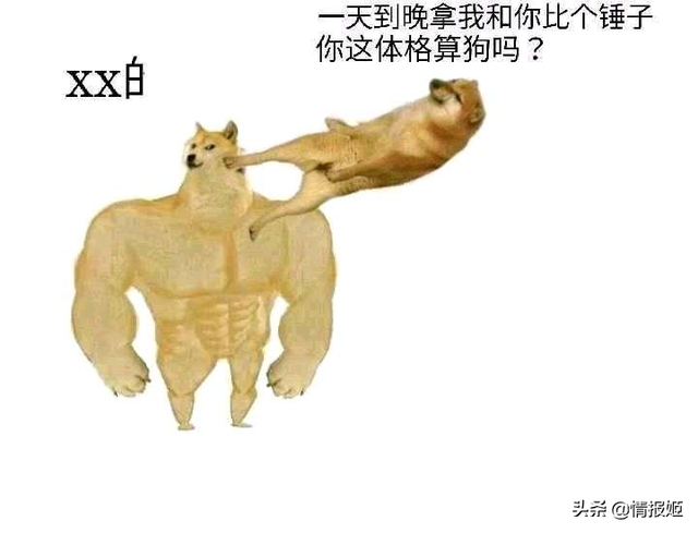 那只活在表情包里的柴犬doge，现在又进化了？