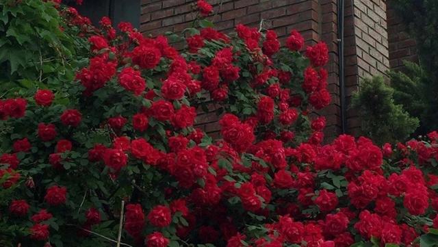 平时一本正经，但搞笑起来却不含糊的狮子女，古灵精怪惹人爱