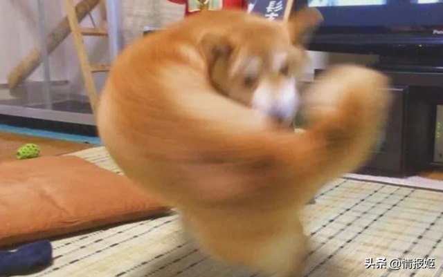 那只活在表情包里的柴犬doge，现在又进化了？