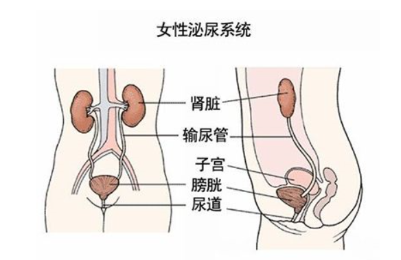 槽糕！尿频尿急尿不尽！尿路感染了怎么办？女性常会碰到的问题