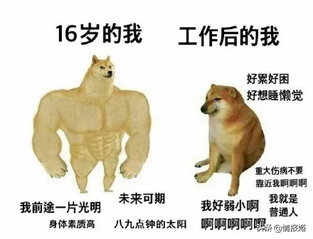 那只活在表情包里的柴犬doge，现在又进化了？