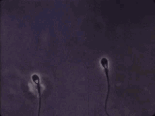 精子像钻头一样旋进,会“毒害”竞争对手,像一场不公平的道具赛