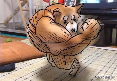 那只活在表情包里的柴犬doge，现在又进化了？