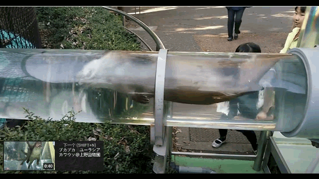 精子像钻头一样旋进,会“毒害”竞争对手,像一场不公平的道具赛