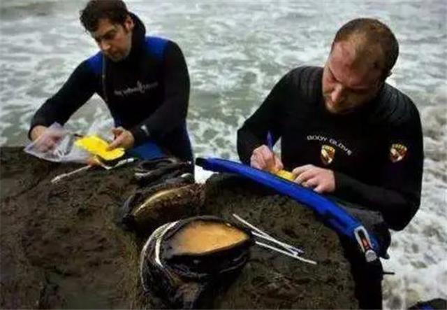 新西兰极品鲍鱼泛滥，当地人竟无动于衷，中国网友：我自带碗筷