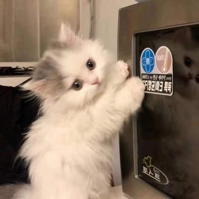 超可爱适合女生的萌宠头像
