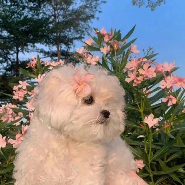 超可爱适合女生的萌宠头像