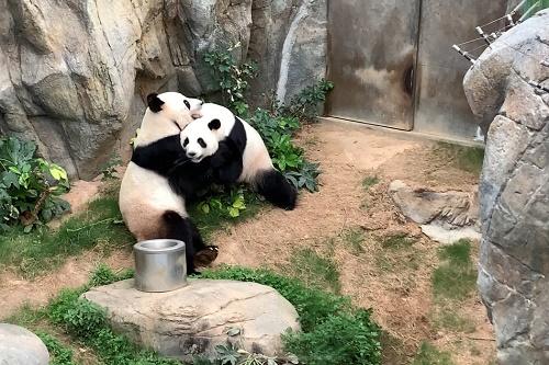 美媒：香港动物园大熊猫盈盈乐乐喜提自然交配成功 新冠疫情期间闭馆无游客打搅