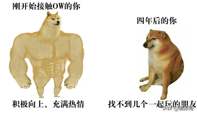 那只活在表情包里的柴犬doge，现在又进化了？