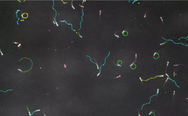 精子像钻头一样旋进,会“毒害”竞争对手,像一场不公平的道具赛