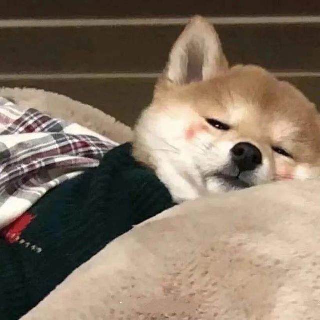 超可爱适合女生的萌宠头像