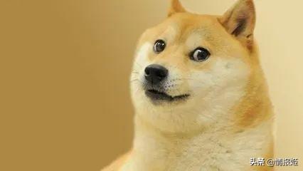 那只活在表情包里的柴犬doge，现在又进化了？