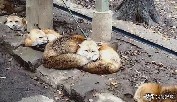 那只活在表情包里的柴犬doge，现在又进化了？