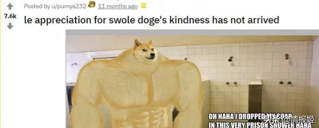 那只活在表情包里的柴犬doge，现在又进化了？