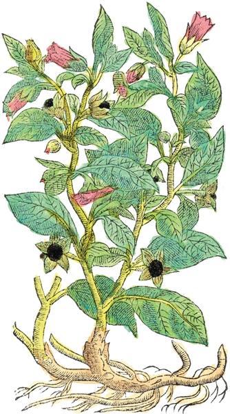 莎士比亚,也可能是一位植物学家