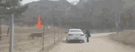 北京女子擅自在动物园猛兽区下车 与老虎仅隔数米