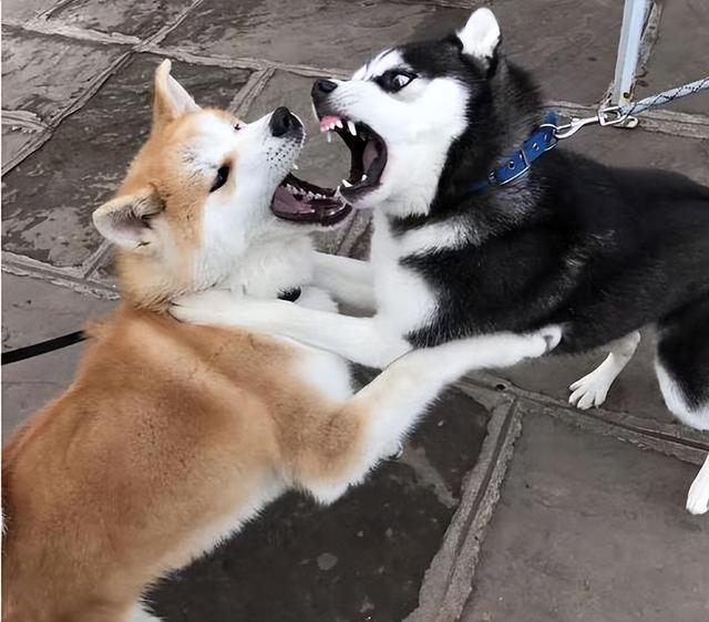 母犬交配后，为什么会生气，甚至转头攻击公犬？