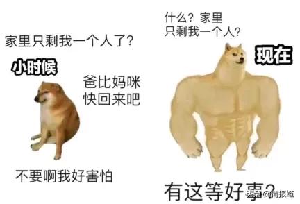 那只活在表情包里的柴犬doge，现在又进化了？