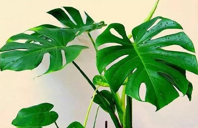 天热了，怎样给你的花花草草喷水呢？