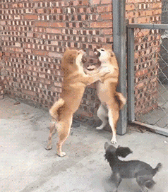 母犬交配后，为什么会生气，甚至转头攻击公犬？