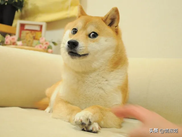 那只活在表情包里的柴犬doge，现在又进化了？