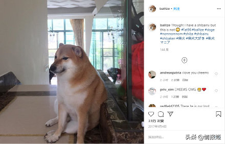 那只活在表情包里的柴犬doge，现在又进化了？