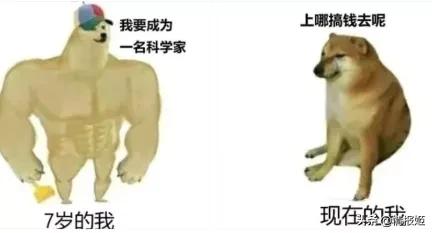 那只活在表情包里的柴犬doge，现在又进化了？