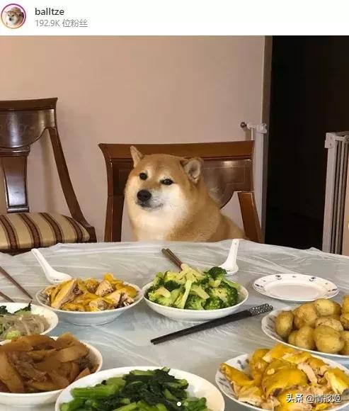 那只活在表情包里的柴犬doge，现在又进化了？