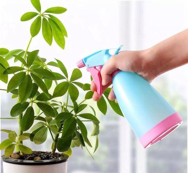 天热了，怎样给你的花花草草喷水呢？