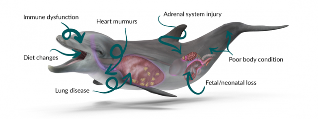 海豚是怎么交配的?科学家:它们很变态,已经演化出了人类的特征