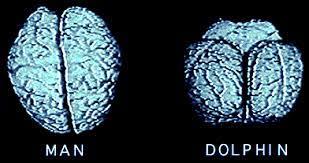 海豚是怎么交配的?科学家:它们很变态,已经演化出了人类的特征