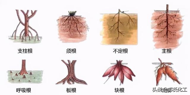 植物生理与结构图谱