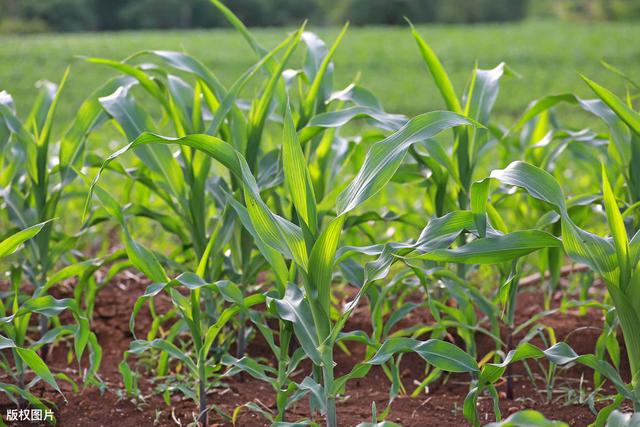 生活表面平静如水，实际暗涌不断，遇到极品的上司又能怎么办？