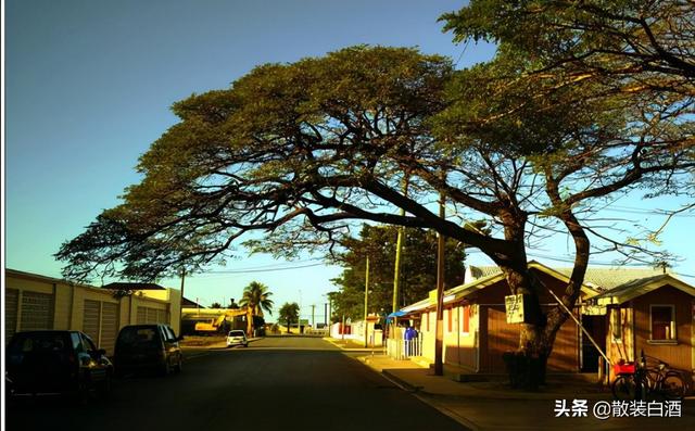 汤加能娶几个老婆?你想知道的20个汤加的冷知识,走进真实的汤加