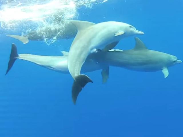 海豚是怎么交配的?科学家:它们很变态,已经演化出了人类的特征