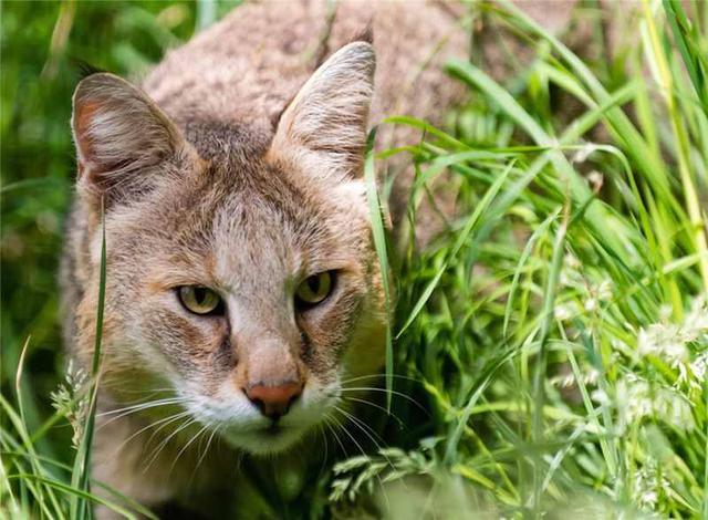 新疆丛林猫，邂逅非洲美女蛇，爱美也吃美