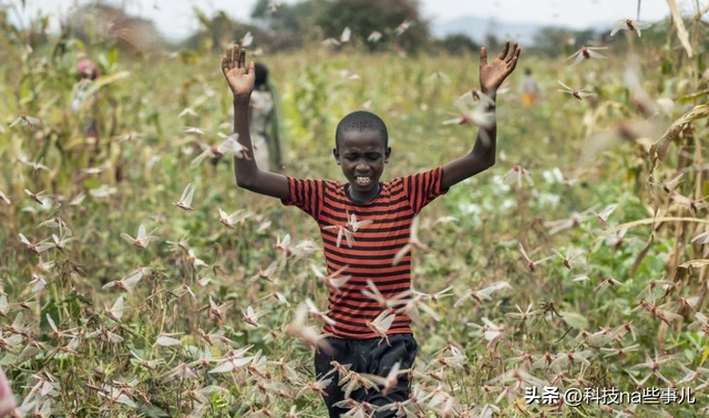 非洲人连饭都吃不饱,为啥不种水稻玉米,反而想着种芝麻?