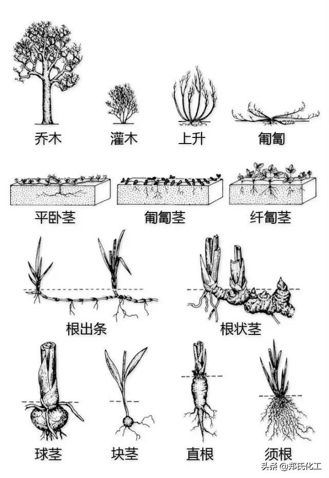 植物生理与结构图谱