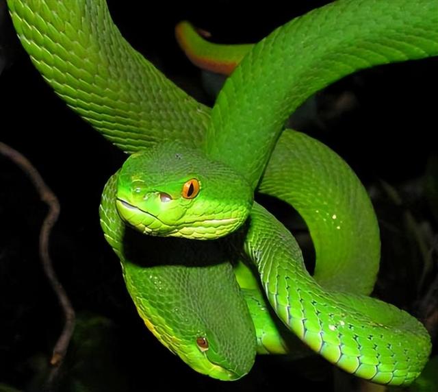 新疆丛林猫，邂逅非洲美女蛇，爱美也吃美