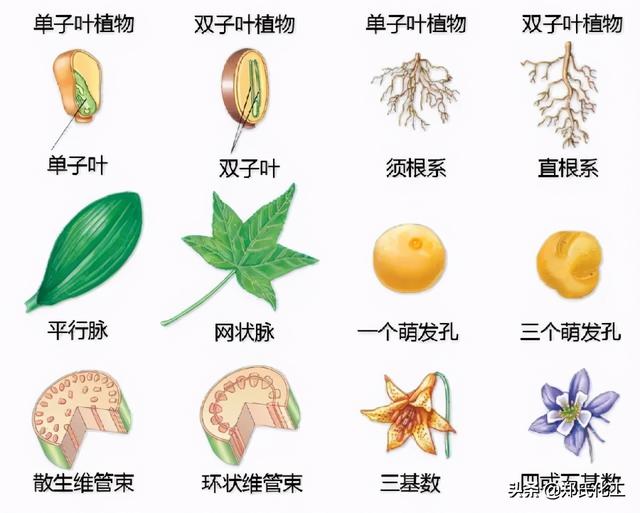 植物生理与结构图谱