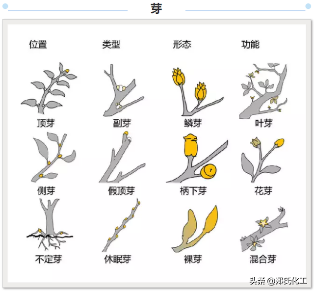 植物生理与结构图谱
