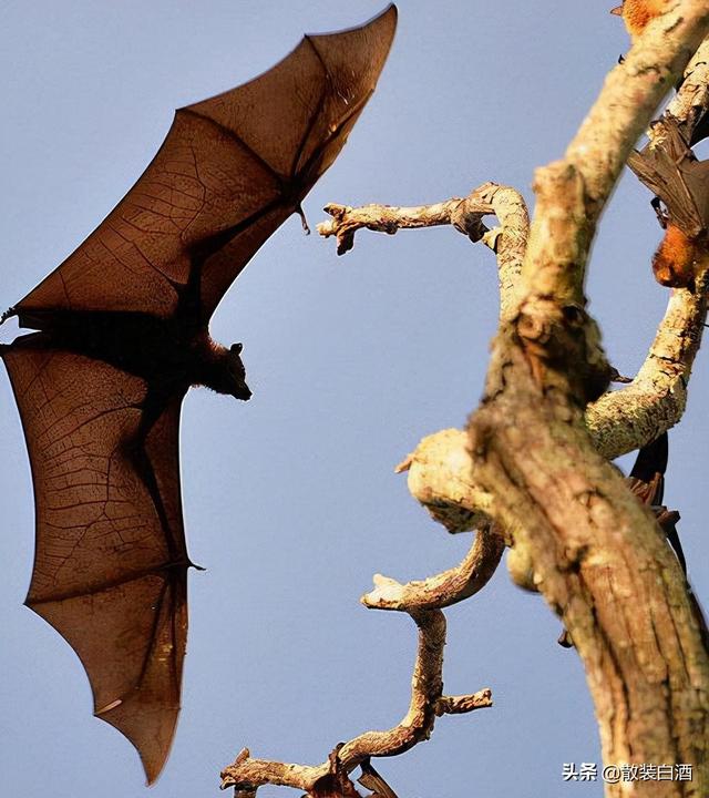 汤加能娶几个老婆?你想知道的20个汤加的冷知识,走进真实的汤加