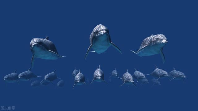 海豚是怎么交配的?科学家:它们很变态,已经演化出了人类的特征