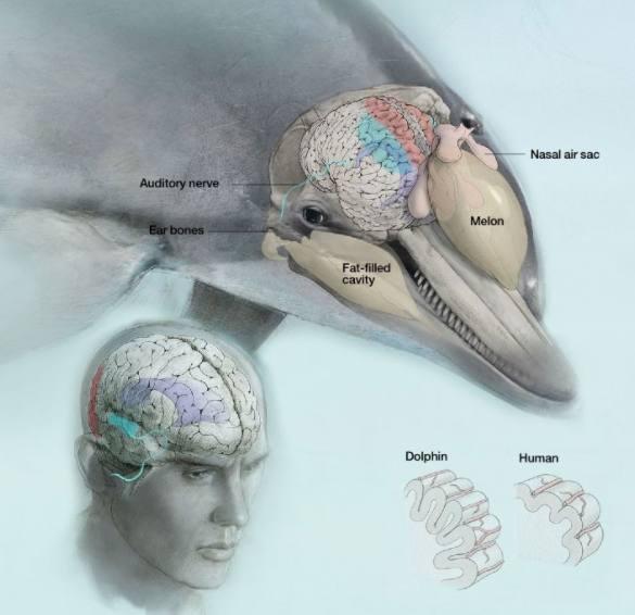 海豚是怎么交配的?科学家:它们很变态,已经演化出了人类的特征