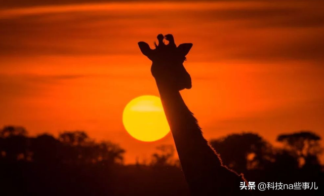 非洲人连饭都吃不饱,为啥不种水稻玉米,反而想着种芝麻?