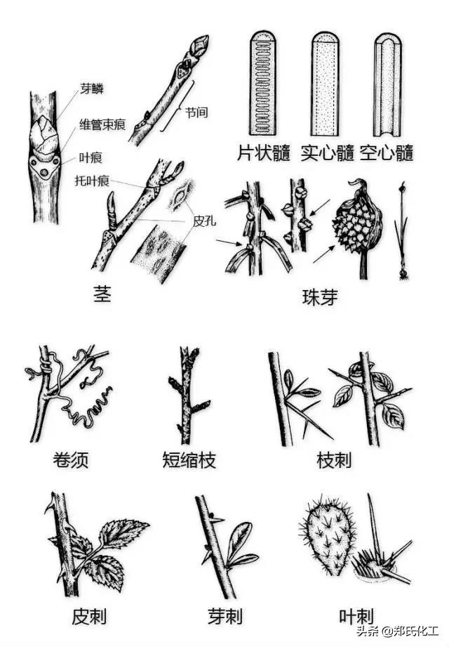 植物生理与结构图谱