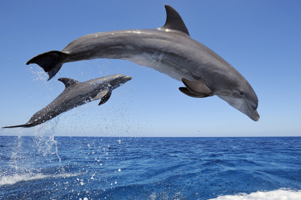 海豚是怎么交配的?科学家:它们很变态,已经演化出了人类的特征