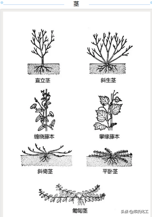 植物生理与结构图谱