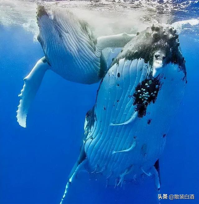 汤加能娶几个老婆?你想知道的20个汤加的冷知识,走进真实的汤加